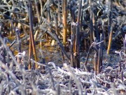 PHRAGMITES-CONTROL-08