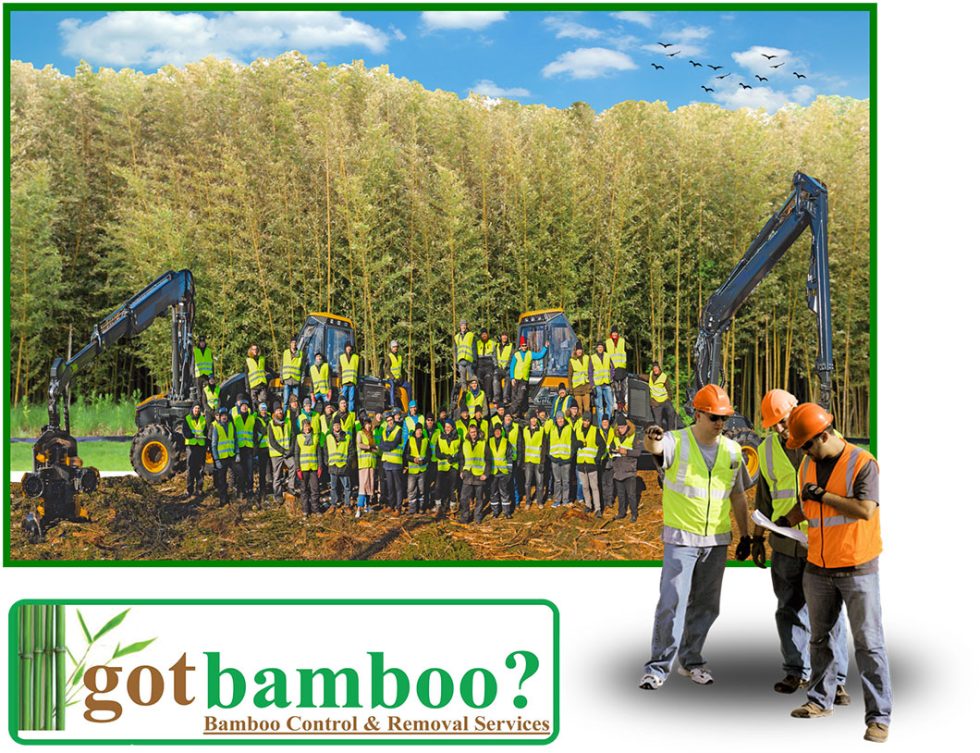 Got Bamboo Bamboo Removal